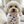 Load image into Gallery viewer, White dog wearing a bandana with hedgehog pattern sitting on a couch.
