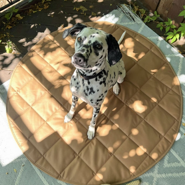 Dalmatian dog sitting on a round brown quilted mat outdoors.