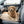 Load image into Gallery viewer, Dog sitting on a car seat cover inside a vehicle
